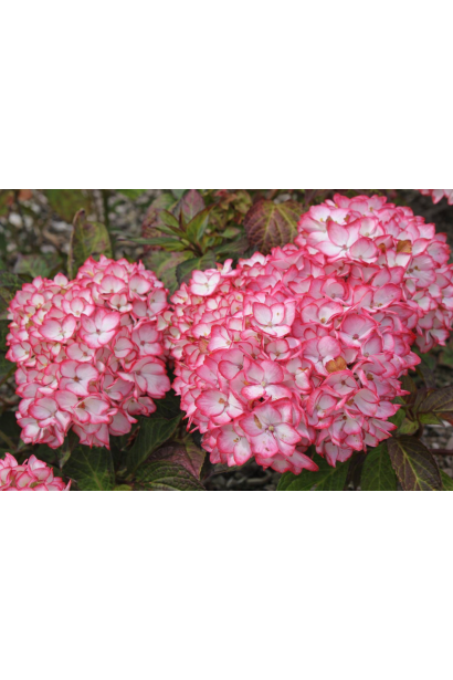 Hydrangea macrophylla Мірай фото
